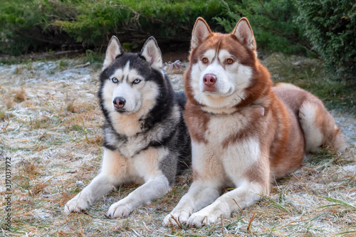 Siberian husky dogs in winter Park. Two Dogs lie on the grass covered with frost. Husky dogs look at camera