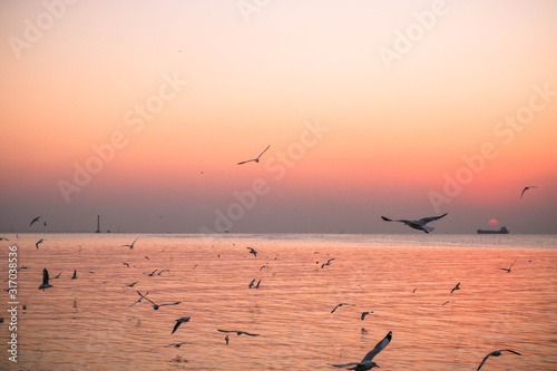 seagulls flying in the sky and sun photo