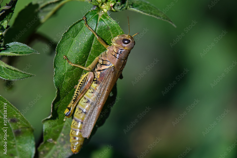 Grasshopper on leaf in garden. They are a group of insects belonging to the suborder Caelifera and are among the most ancient living group of chewing herbivorous insects from the early Triassic. Grasshopper on leaf in garden. They are a group of insects belonging to the suborder Caelifera and are among the most ancient living group of chewing herbivorous insects from the early Triassic.