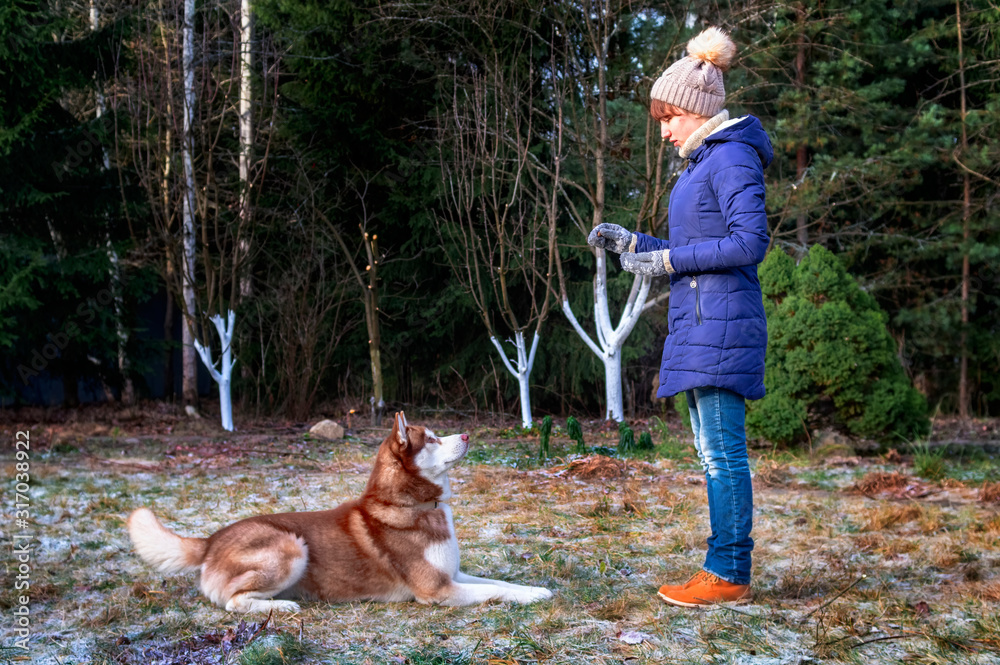 Girl trains husky dog. Woman and pet. Walking with Training Obedience and cute dog Girl trains husky dog. Woman and pet. Walking with Training Obedience and cute dog