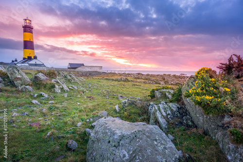 Amazing sunrise at St. Johns Point Lighthouse in County Down, Northern Ireland. Rocks and flowers on coastline. photo