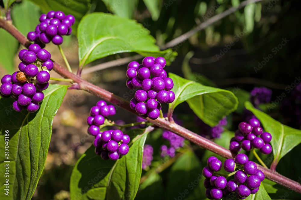 Callicarpa Americana in bright sun. It is a genus of shrubs and small trees in the family Lamiaceae. The seeds and berries are important foods for many species of birds, including Northern Bobwhite. Callicarpa Americana in bright sun. It is a genus of shrubs and small trees in the family Lamiaceae. The seeds and berries are important foods for many species of birds, including Northern Bobwhite.