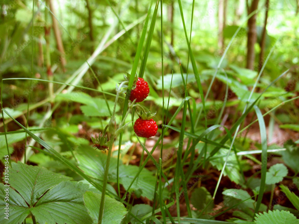 Wild strawberries in a forest. Branch with wild strawberry. Sweet berries. Gather. Wild strawberries in a forest. Branch with wild strawberry. Sweet berries. Gather.