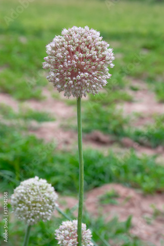 onion flower closeup view with grass background