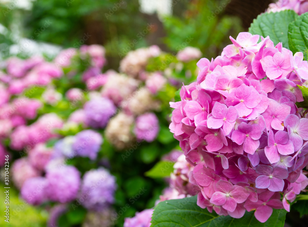 pink hydrangea flower close up view with flower background out of focus pink hydrangea flower close up view with flower background out of focus