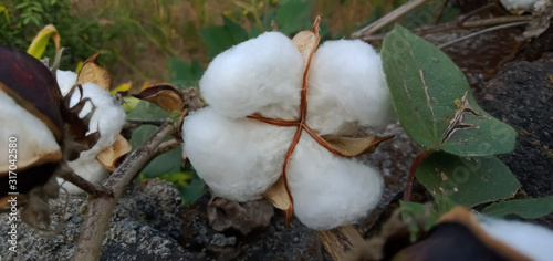 Cotton in the farm  © Mukesh