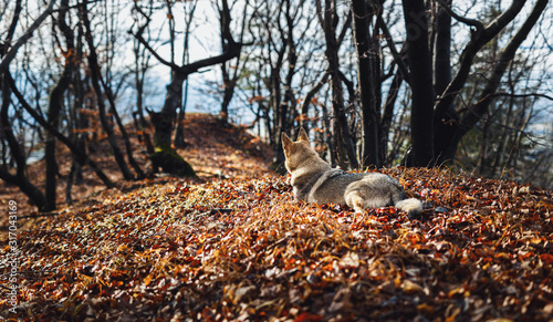 Czechoslovakian wolfdog in beautiful autumn nature. wolfhound.