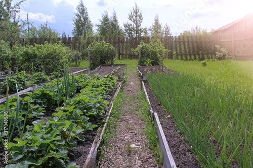 Beds of growing onions and strawberries in farm, gardening and farming concept. Farm homestead with agricultural landings. Plants of berries and vegetables in garden.