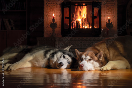 Couple Siberian huskies are lying in front of warm fireplace with burning wood. Cozy winter night
