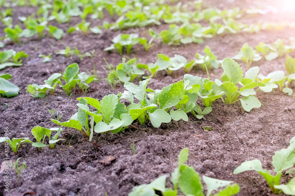 Baby radish growing on farm in open ground, farming and gardening concept. Agrobusiness and farming concept. Agricultural business, agriculture industry. Production of organic products. Baby radish growing on farm in open ground, farming and gardening concept. Agrobusiness and farming concept. Agricultural business, agriculture industry. Production of organic products.