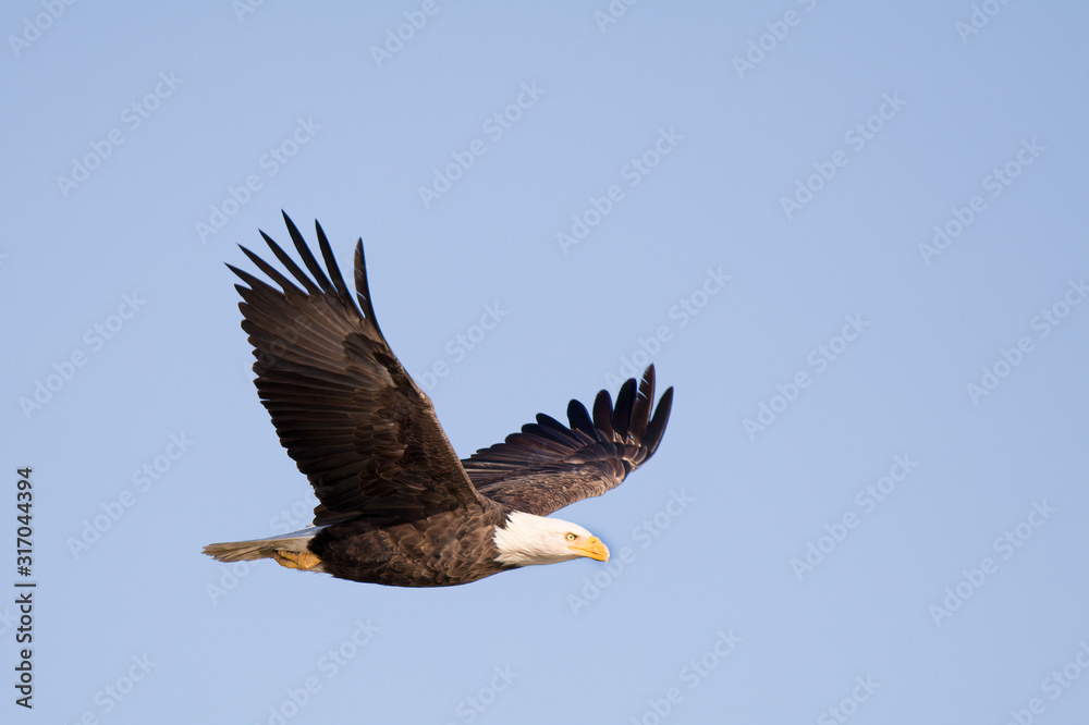 Fototapeta premium bald eagle in flight