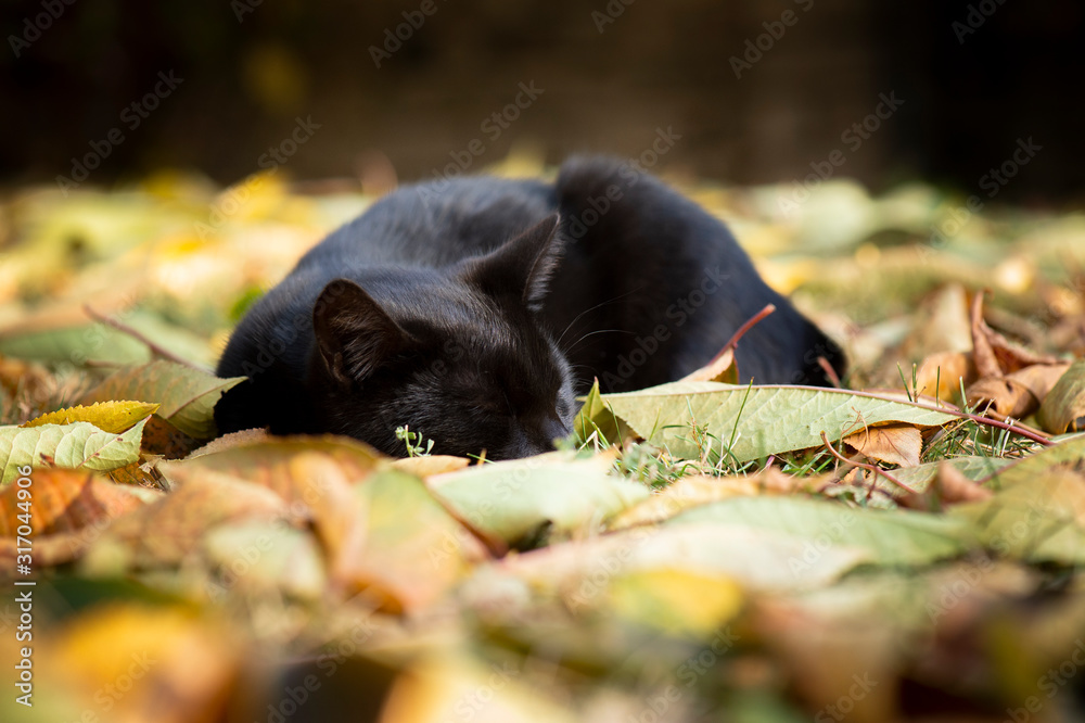 Small domestic black cat sleeping Small domestic black cat sleeping