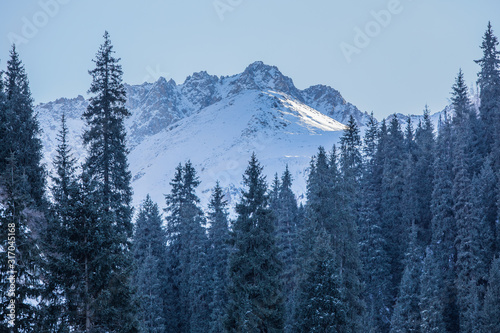 mountain peaks with fir trees in the mountains in winter