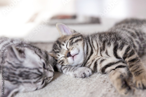 two one month old bengal kittens lying on karpet sleeping and having rest © kapichka