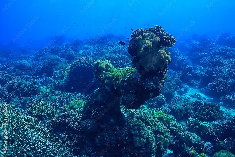Fototapeta premium coral reef underwater / sea coral lagoon, ocean ecosystem