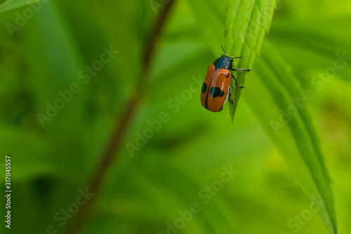 Small red Bug on a green Plant, Cryptocephalus bipunctatus, Two-point fall beetle, fresh green photo