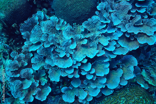 Tela coral reef macro / texture, abstract marine ecosystem background on a coral reef