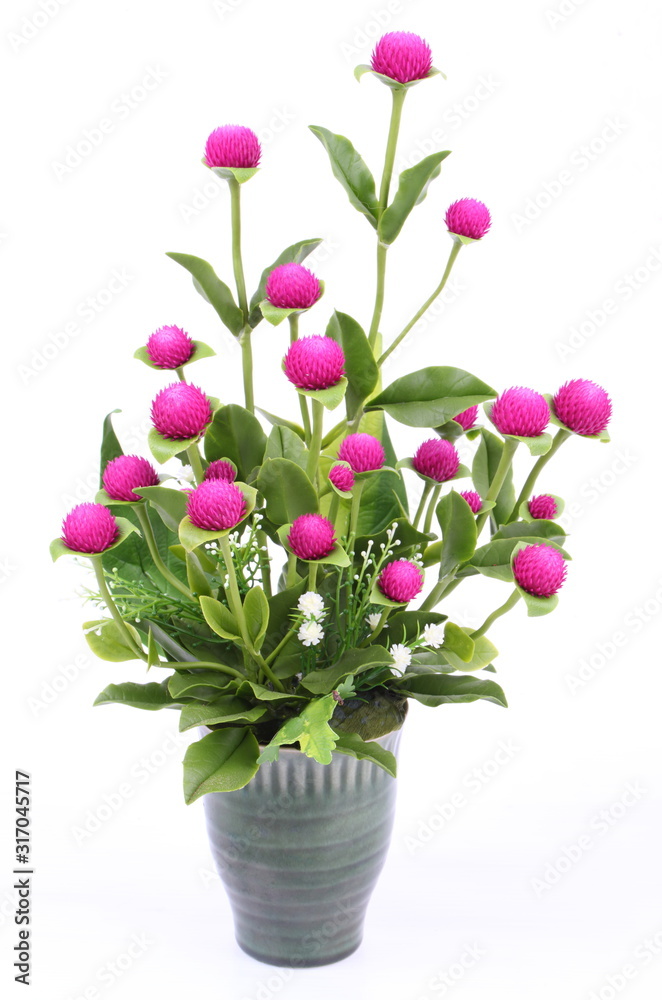 Fototapeta premium Globe amaranth beauty flower on white background
