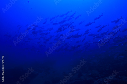 diving into water   sea scene  rest in the ocean  wildlife under water