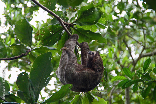 hanging sloth in Costa Rica photo