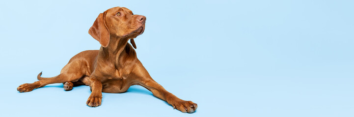 Beautiful hungarian vizsla dog full body studio portrait. Dog lying down and looking up over pastel blue background. Family dog banner.