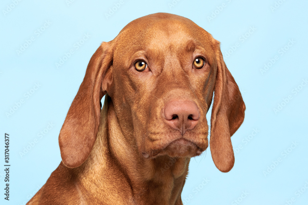 Fototapeta premium Portret studio ładny pies węgierski Wyżeł węgierski krótkowłosy. Pies patrząc w kamerę headshot na pastelowym niebieskim tle.