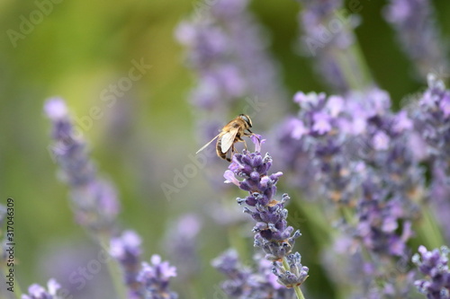 Lavendel Insekt