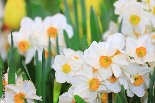Fototapeta Naklejka Na Ścianę i Meble -  White narcissus daffodil in flower bed for early spring bulb cottage garden with copy space