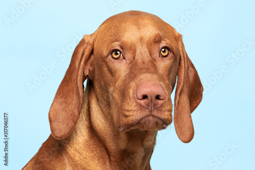 Wallpaper Mural Cute hungarian vizsla dog studio portrait. Dog looking at the camera headshot over pastel blue background. Torontodigital.ca