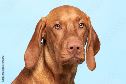 Cute hungarian vizsla dog studio portrait. Dog looking at the camera headshot over pastel blue background.