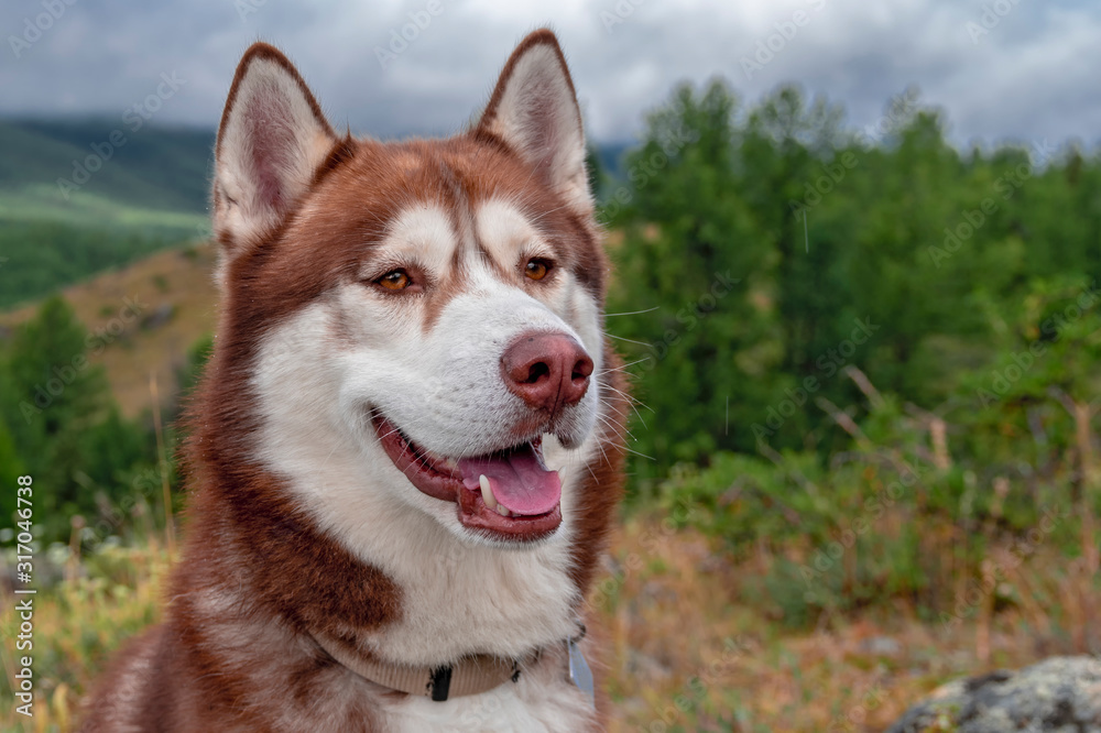 Brown smiling husky dog on cloudy background of wooded mountains.