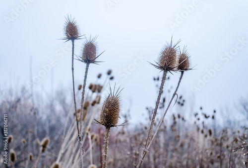 Beautiful  dry flowers weeds Arctium