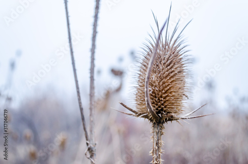 Beautiful  dry flowers weeds Arctium