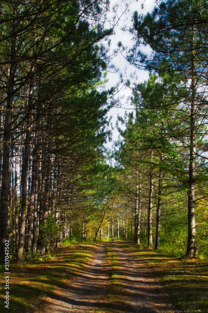 Fototapeta premium Autumnal forest. colors leaves foliage yellow orange