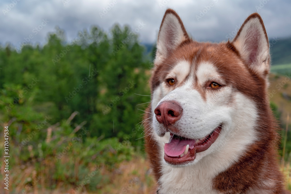 Brown husky dog on background of wooded mountains.