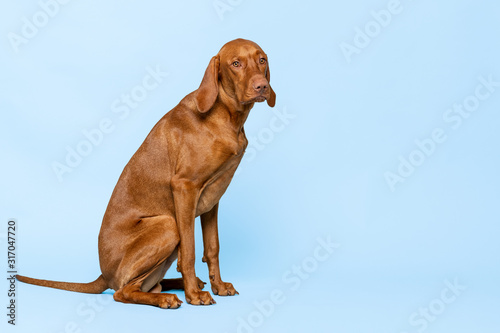Gorgeous hungarian vizsla sitting and looking at camera with sad expression studio portrait. Full body front view hunting dog shot over blue background.
