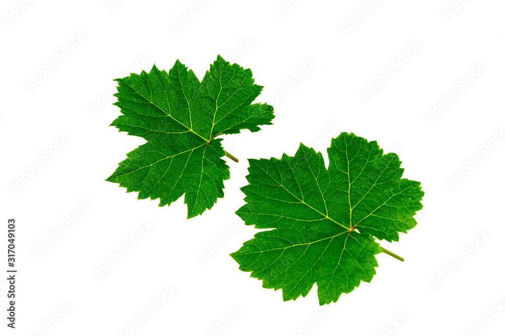 Fresh green grape leaves isolated on white background. Fresh green grape leaves isolated on white background.