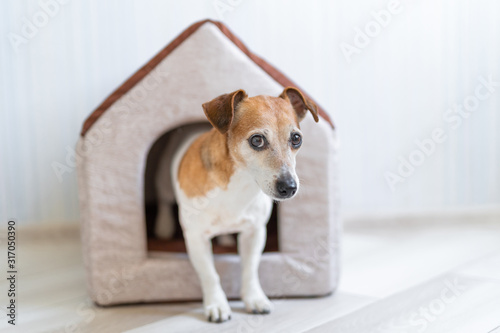 Dog is getting out of small pet house. Home for Jack russell terrier. Light daylight interior