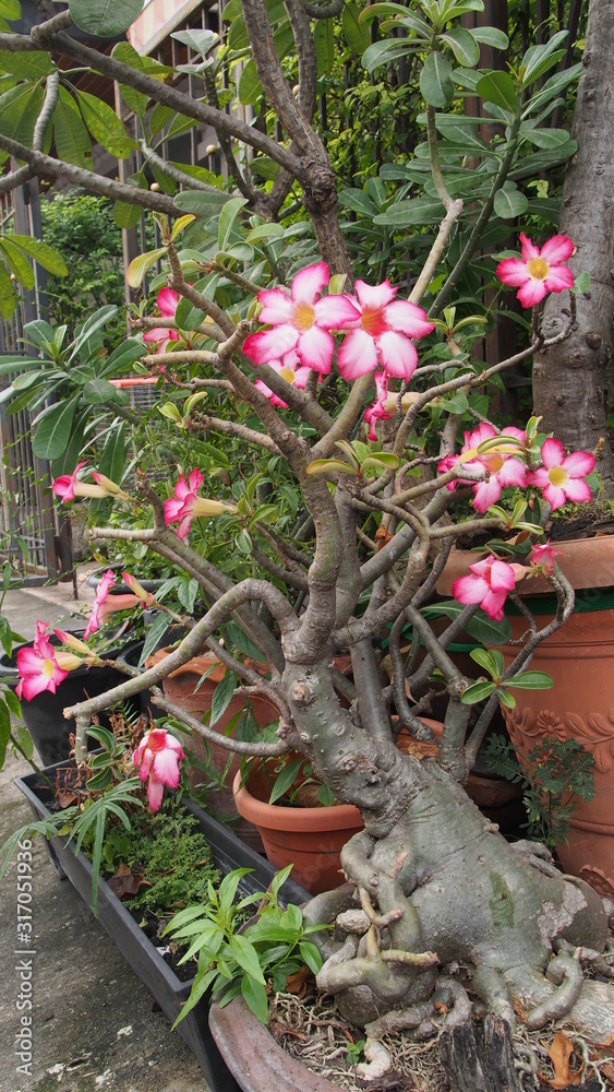 Desert rose, Mock Azalea, Pinkbignonia, Impala lily in Thailand Desert rose, Mock Azalea, Pinkbignonia, Impala lily in Thailand
