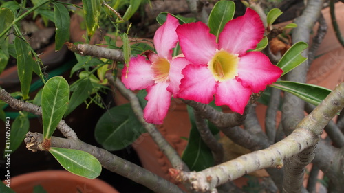 Desert rose, Mock Azalea, Pinkbignonia, Impala lily in Thailand 