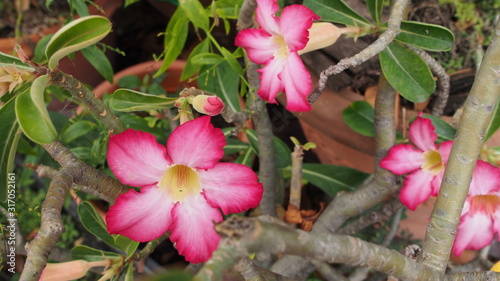Desert rose, Mock Azalea, Pinkbignonia, Impala lily in Thailand 