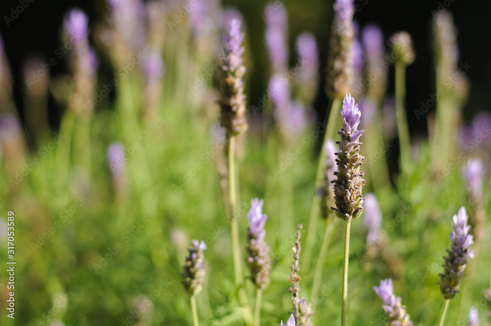 Fototapeta premium blooming lavender Bush in the Park