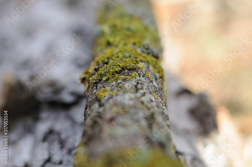 part of a tree branch in the forest