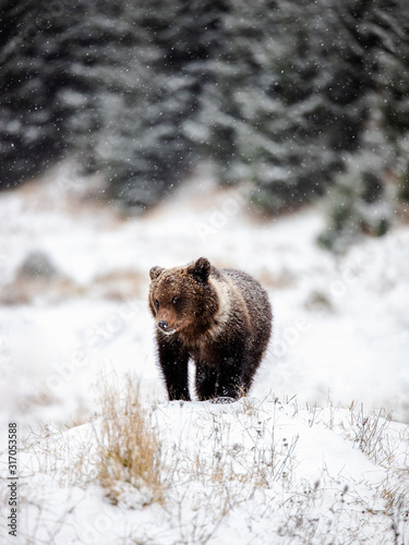 Wonderful brown bear cub lo...