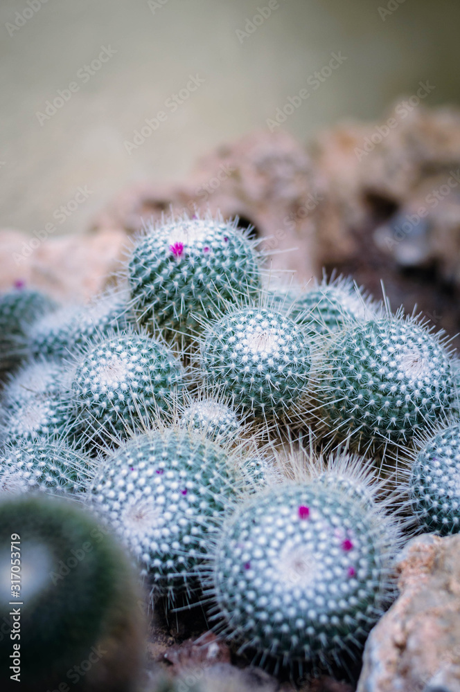 cacti in the Botanical garden cacti in the Botanical garden