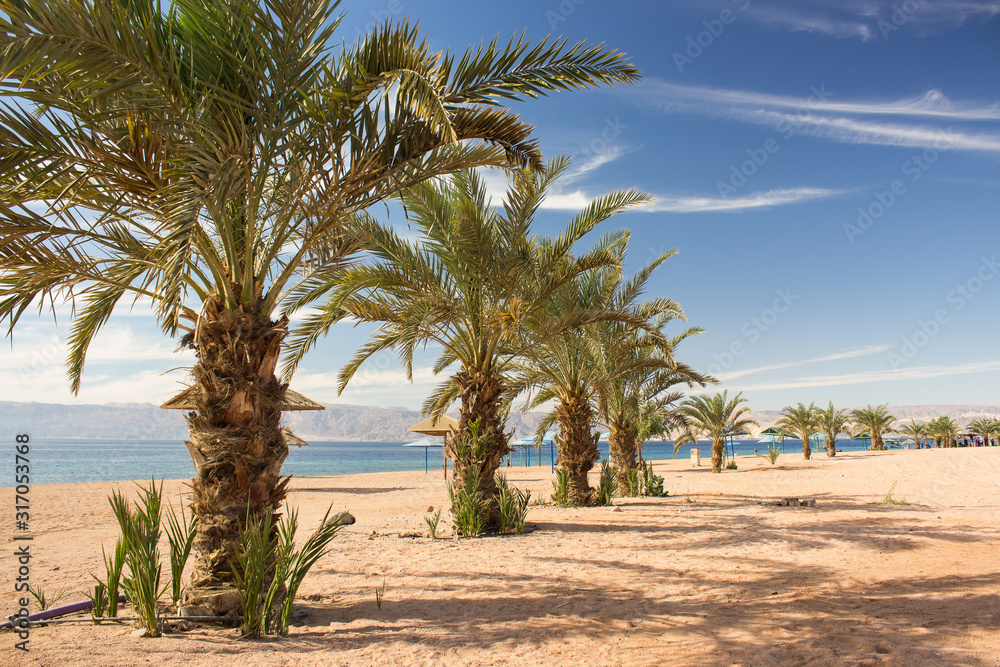 summer time luxury palm beach tropic landscape scenic view beautiful vacation destination place in Middle East Jordan coast line on Red sea waters, palm trees and sand ground, blue sky background