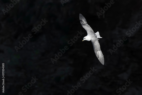 fulmar