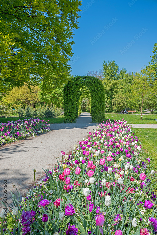 tulip flower bed and walkway in the Rosengarten park,  in munich. spring landscape