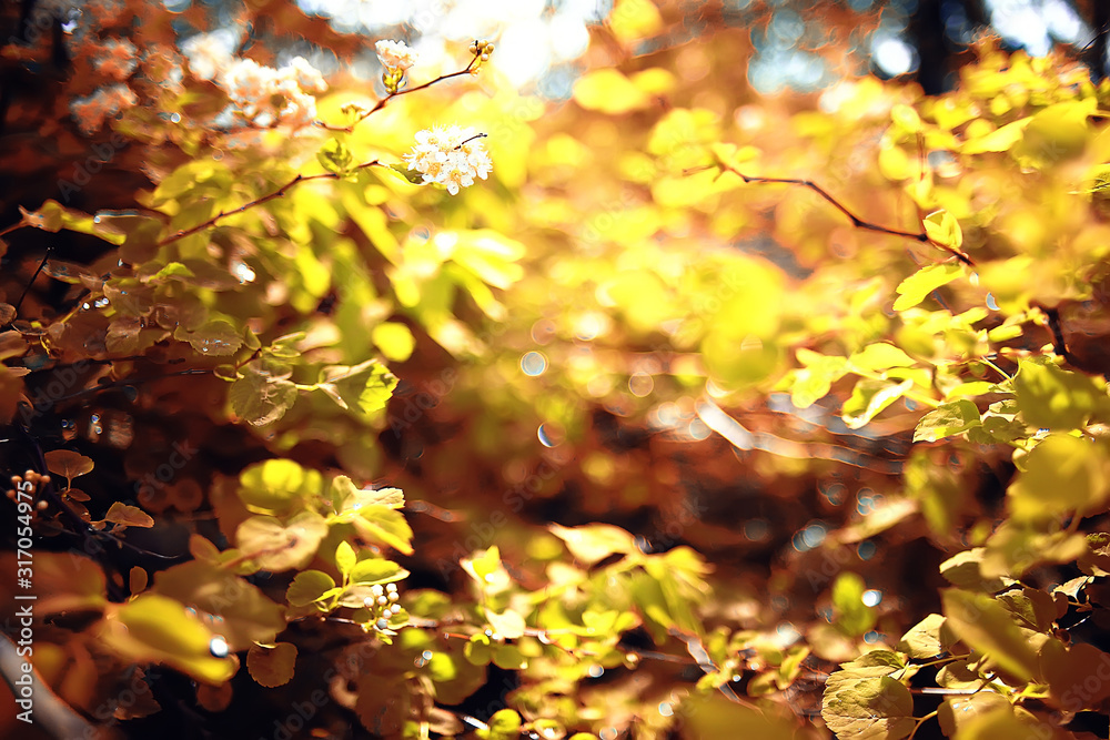 autumn forest landscape / yellow forest, trees and leaves October landscape in the park