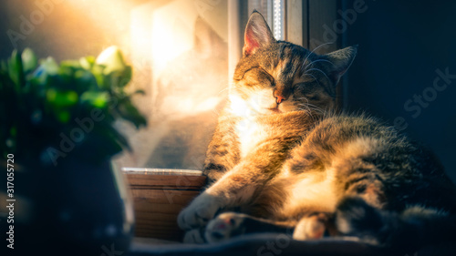 chubby cat dreaming of spring in winter time